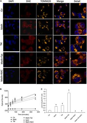 Methamphetamine signals transcription of IL1β and TNFα in a reactive oxygen species-dependent manner and interacts with HIV-1 Tat to decrease antioxidant defense mechanisms
